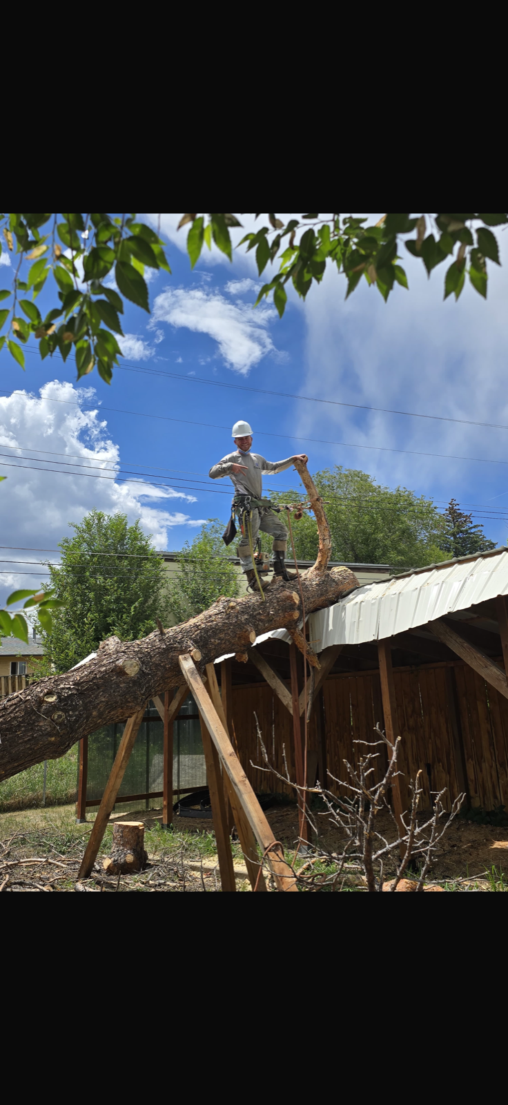 Large tree removal near residential property in Denver