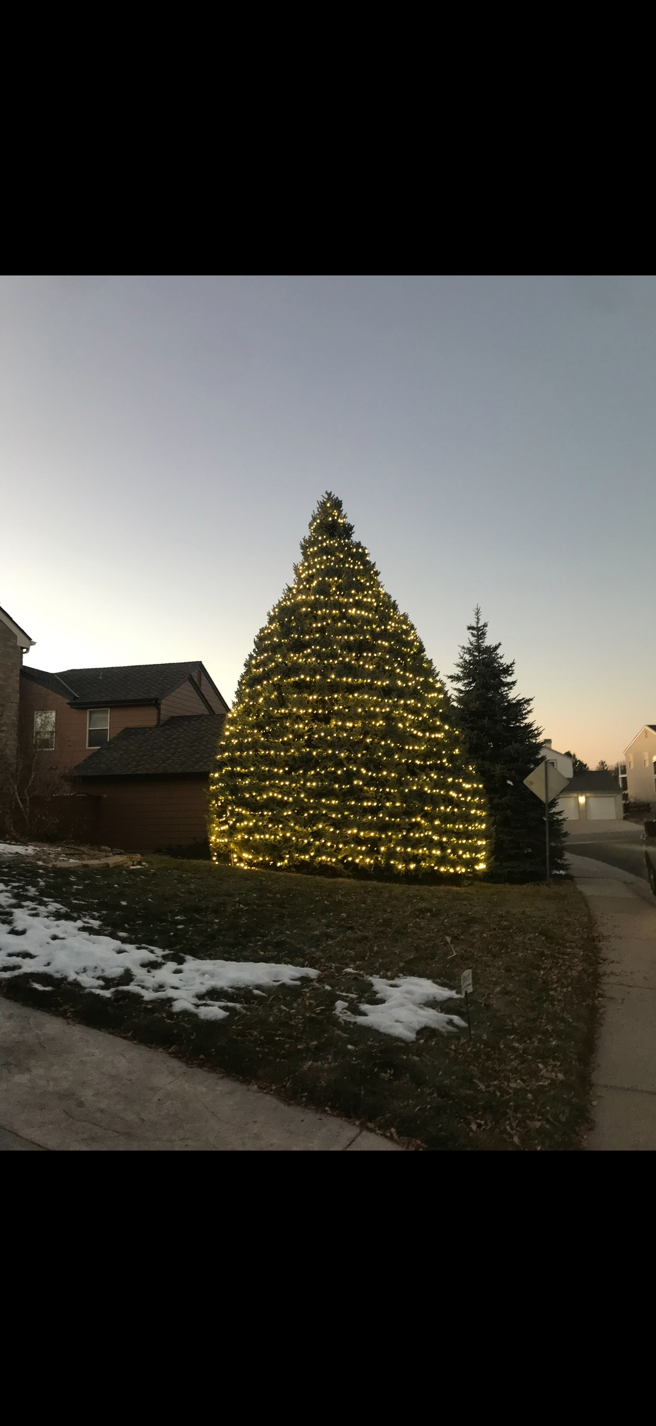 Beautifully shaped evergreen tree with decorative lighting at residential property