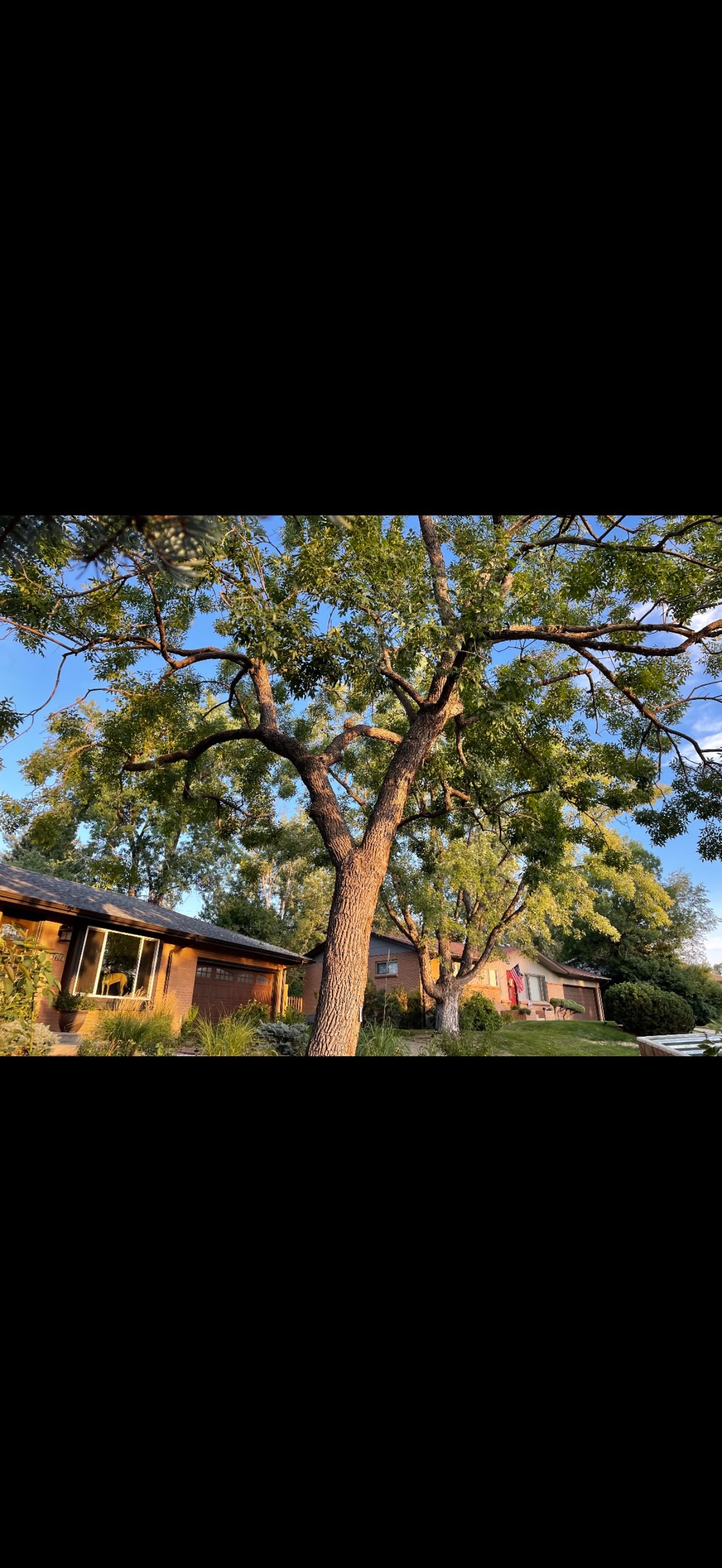 Large healthy shade tree in golden hour light at residential home
