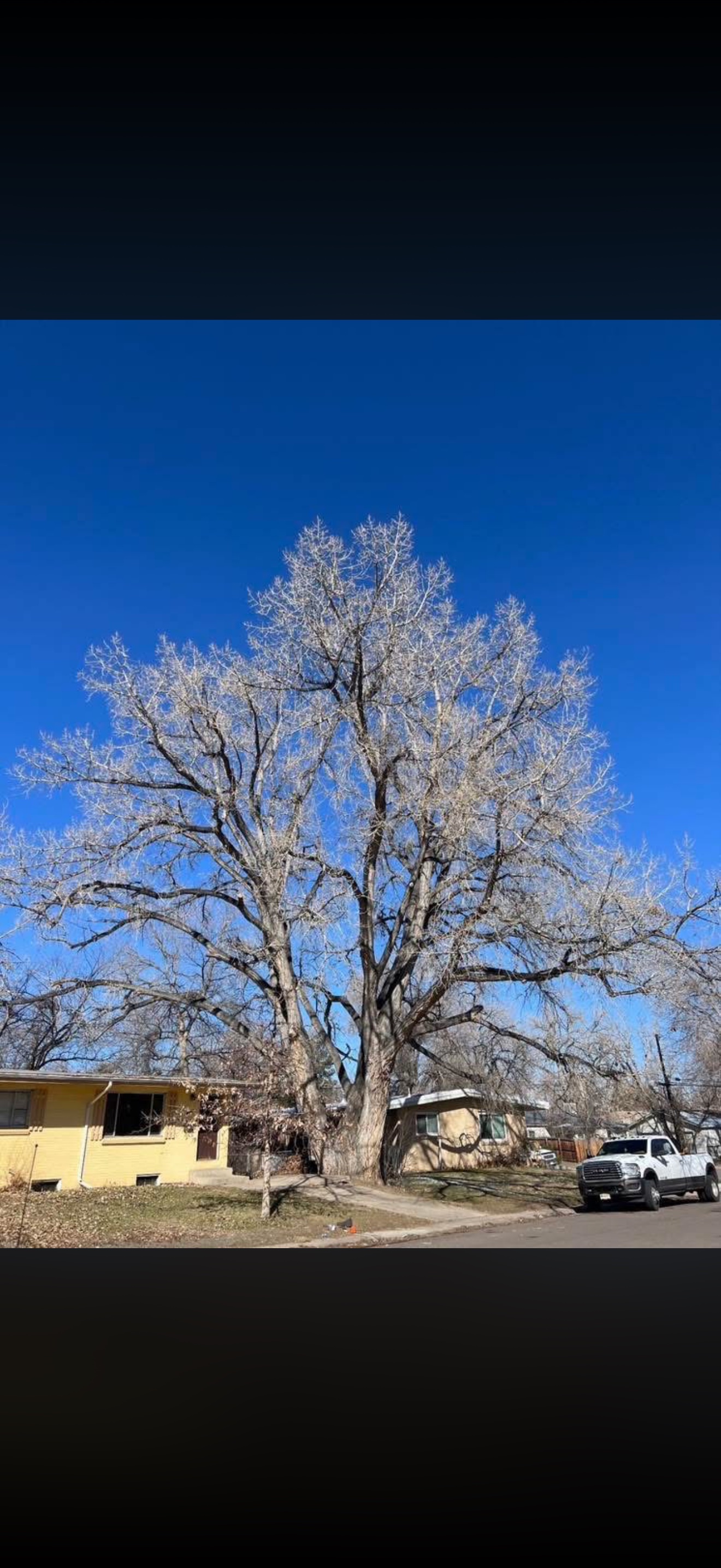 Tree Zen crew on a tree service job