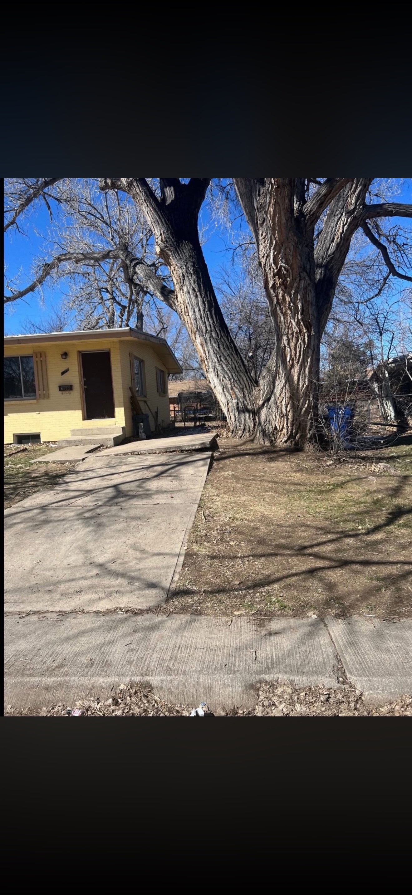 Tree Zen crew on a tree service job
