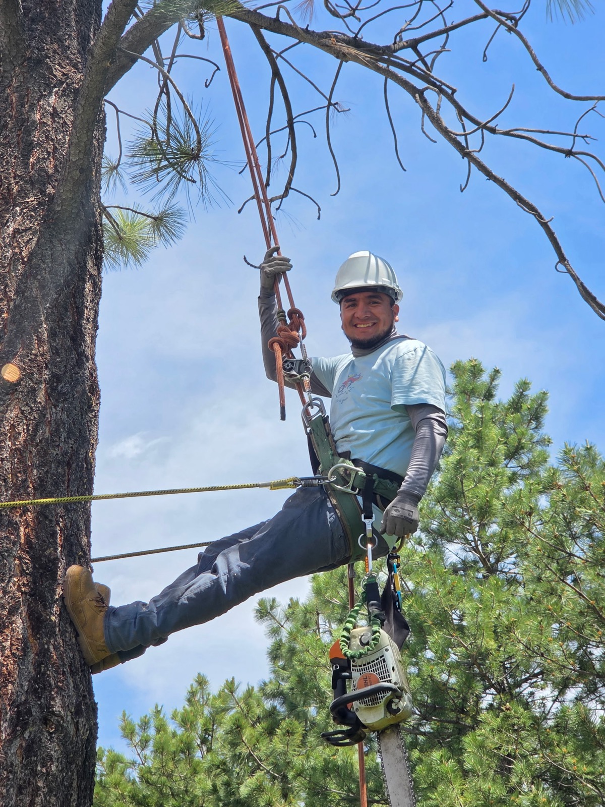 Professional tree trimming and pruning in progress