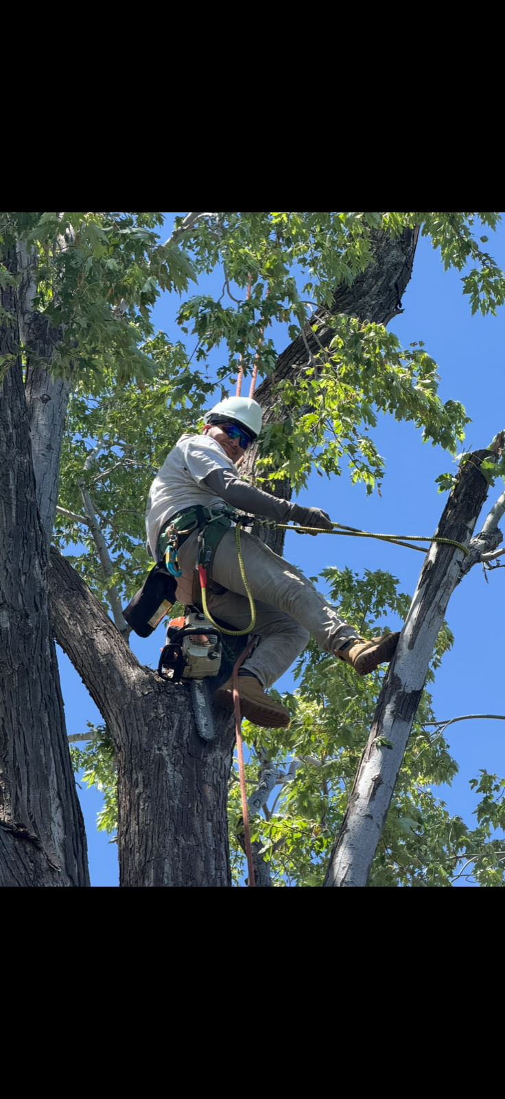 Stump grinding equipment removing tree stump and roots
