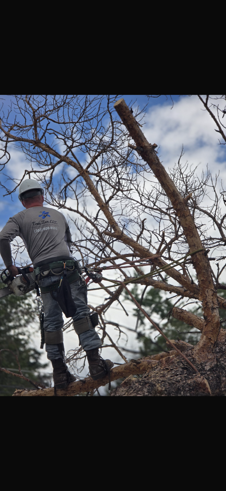 Storm damage cleanup with fallen tree limbs