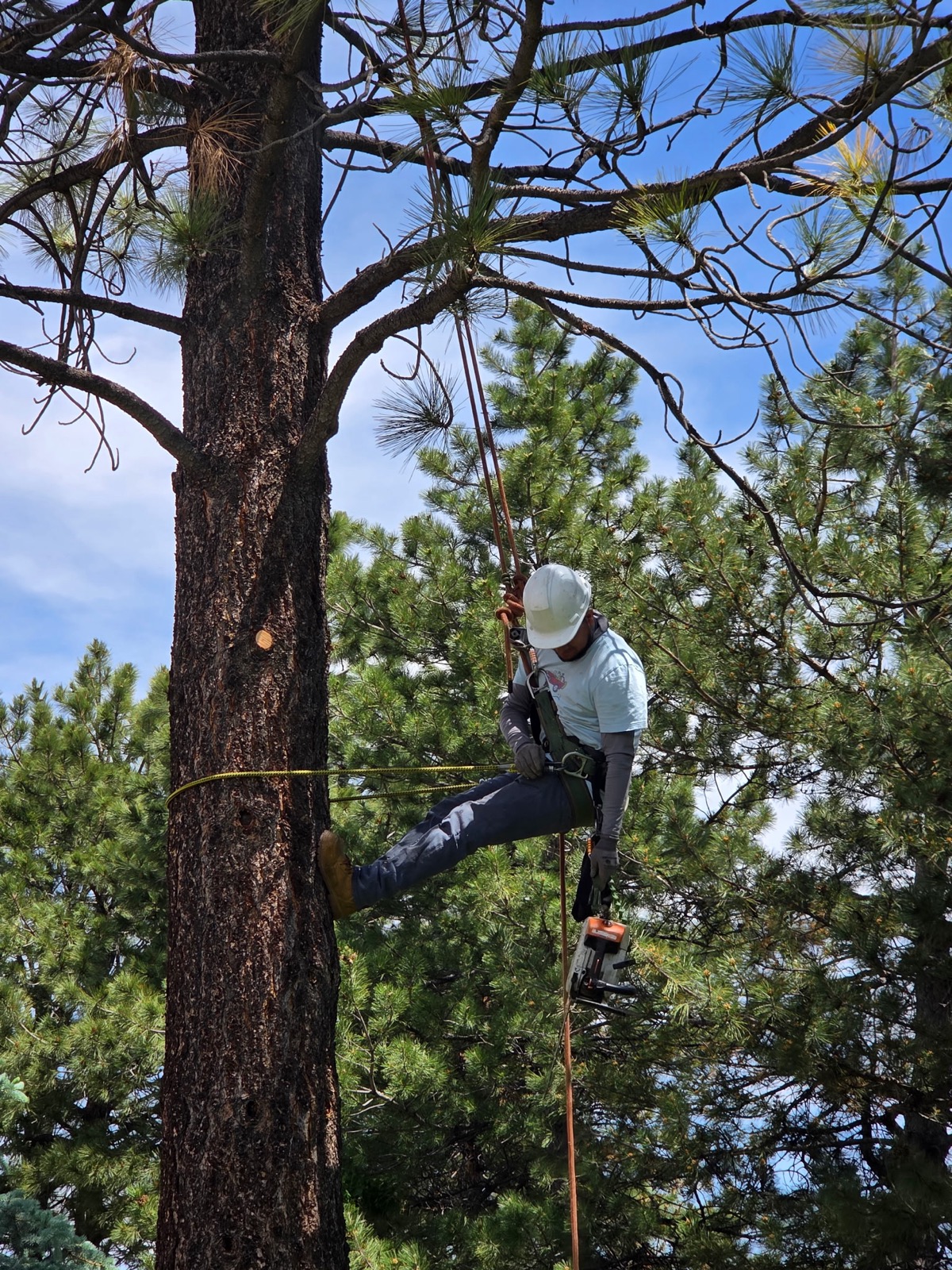 Fire mitigation defensible space clearing in foothills