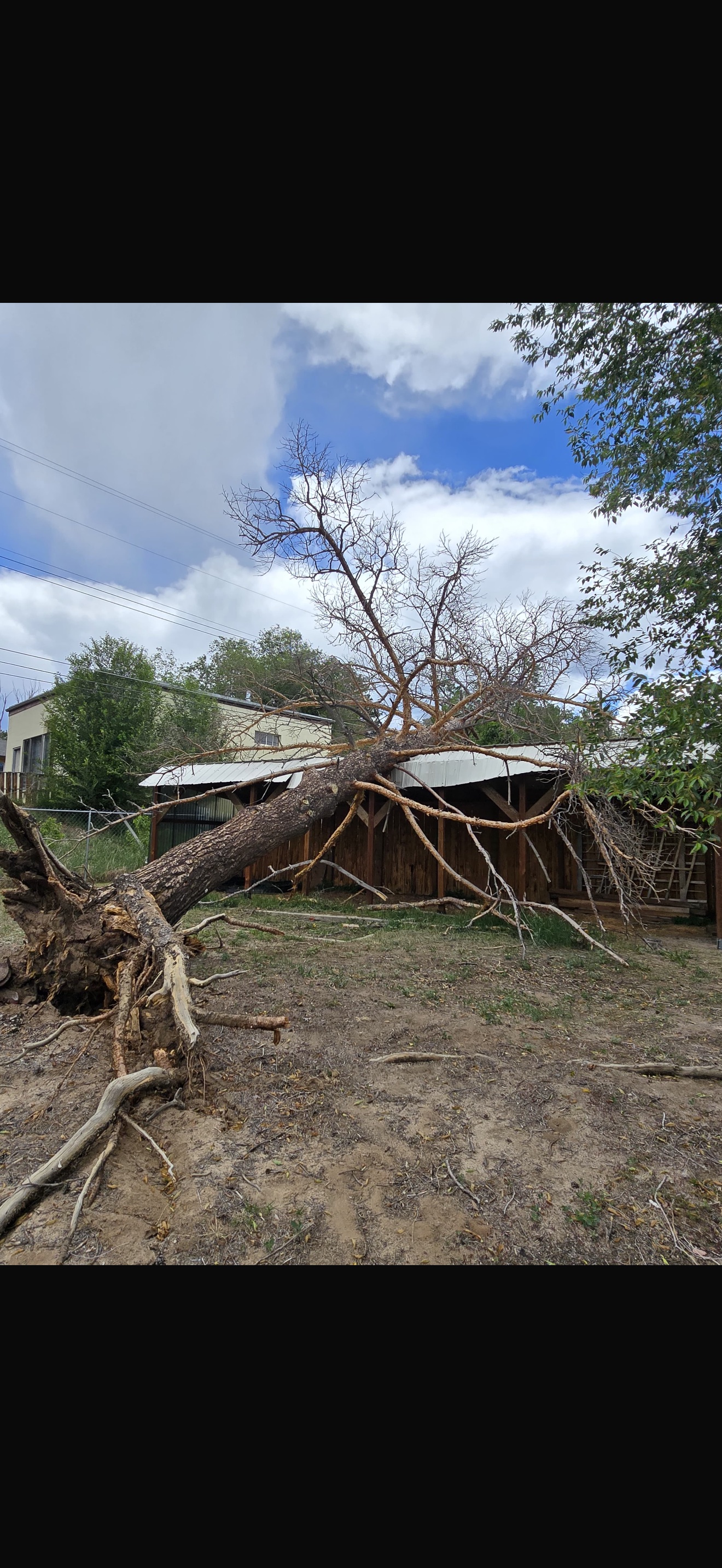 Storm damage — large tree fallen onto structure, emergency removal